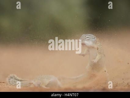 Mexikanischer Ziesel (Spermophilus Mexicanus), Staub Erwachsene Kampf gegen fliegende und unter der Leitung von Brown Kuhstärlinge (Molothrus Ater), Süden Stockfoto