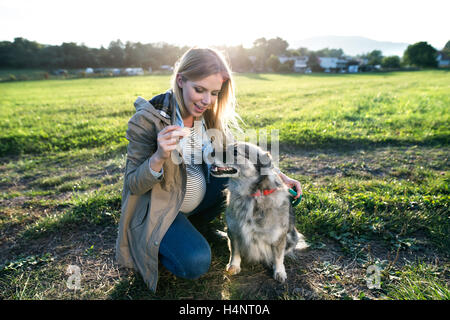 Nicht erkennbare schwangere Frau mit Hund im sonnigen grün Stockfoto