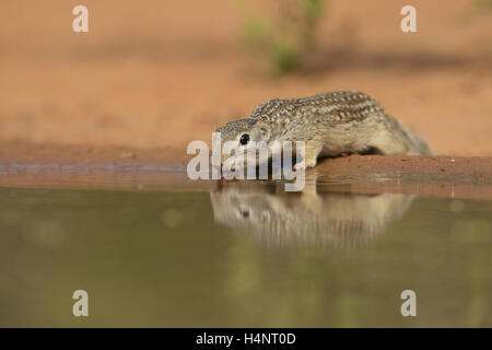 Mexikanischer Ziesel (Spermophilus Mexicanus), Erwachsene trinken am Teich, Süden von Texas, USA Stockfoto