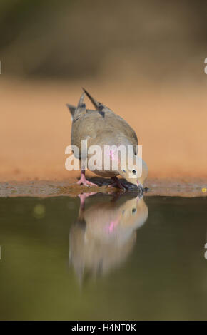 Mourning Dove (Zenaida Macroura), Erwachsene am Teich trinken, Rio Grande Valley, South Texas, Texas, USA Stockfoto