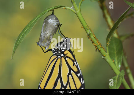 Monarch (Danaus Plexippus), Schmetterling aus Puppe hängen tropischen Seidenpflanze (Asclepias Curassavica), Texas Stockfoto