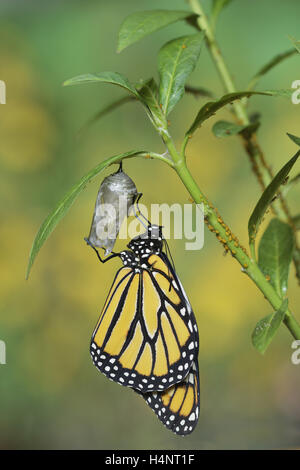 Monarch (Danaus Plexippus), Schmetterling aus Puppe hängen tropischen Seidenpflanze (Asclepias Curassavica), Texas Stockfoto