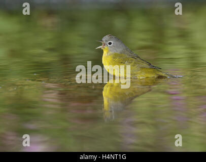 Nashville Warbler (Vermivora Ruficapilla), Erwachsene, Baden im Teich, Hill Country, Texas, USA Stockfoto