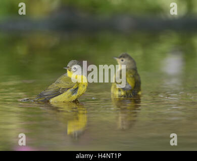 Nashville Warbler (Vermivora Ruficapilla), Erwachsene, Baden im Teich, Hill Country, Texas, USA Stockfoto