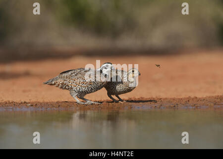 Nördlichen Wachtel (Colinus Virginianus), koppeln trinken am Teich, Rio Grande Valley, South Texas, Texas, USA Stockfoto