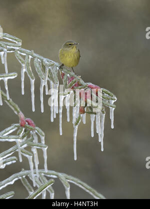 Orange-gekrönter Warbler (Vermivora Celata), Erwachsener thront auf eisigen Zweig der Weihnachten Cholla (Cylindropuntia Leptocaulis), Texas Stockfoto