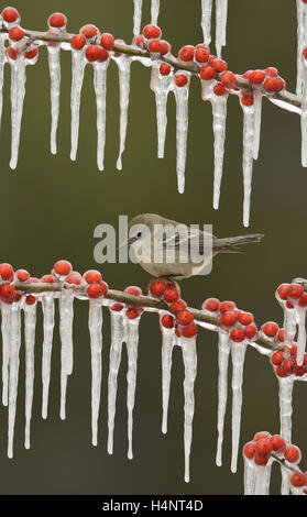 Kiefer (Pinus Dendroica) Warbler, thront unreife Weibchen auf eisigen Zweig der Possum Haw Stechpalme (Ilex Decidua) mit Beeren, Texas Stockfoto