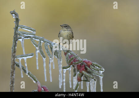 Kiefer (Pinus Dendroica) Warbler, unreife Weibchen thront auf eisigen Zweig der Weihnachten Cholla (Cylindropuntia Leptocaulis), Texas Stockfoto