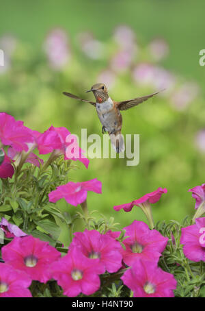 Rufous Kolibri (Selasphorus Rufus), junges Männchen auf blühende Petunien, Hill Country, Texas, USA Stockfoto