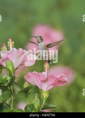 Rufous Kolibri (Selasphorus Rufus), junges Männchen auf blühende Hibiscus Blume, Hill Country, Texas, USA Stockfoto