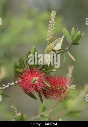 Tennessee Warbler (Vermivora Peregrina), Erwachsene ernähren sich von blühenden Zitronen Bottlebrush (Melaleuca Citrina), Texas Stockfoto