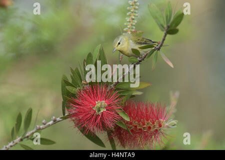 Tennessee Warbler (Vermivora Peregrina), Erwachsene ernähren sich von blühenden Zitronen Bottlebrush (Melaleuca Citrina), Texas Stockfoto