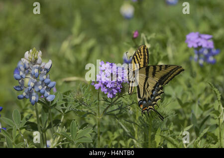 Zweiseitige Schwalbenschwanz (Papilio Multicaudata), Erwachsene ernähren sich von Prairie Eisenkraut, Texas Bluebonnet, Texas Stockfoto