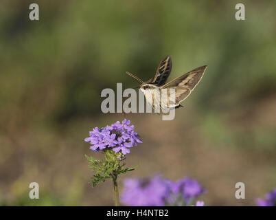 Weiß gesäumten Sphinx (stark Lineata), Erwachsene im Flug Fütterung auf Prairie Eisenkraut (Glandularia Bipinnatifida) Blume, Texas Stockfoto