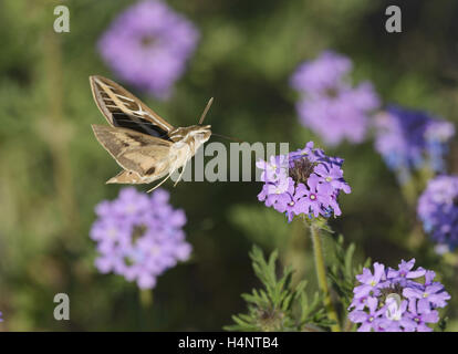 Weiß gesäumten Sphinx (stark Lineata), Erwachsene im Flug Fütterung auf Prairie Eisenkraut (Glandularia Bipinnatifida) Blume, Texas Stockfoto