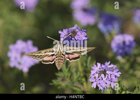 Weiß gesäumten Sphinx (stark Lineata), Erwachsene im Flug Fütterung auf Prairie Eisenkraut (Glandularia Bipinnatifida) Blume, Texas Stockfoto