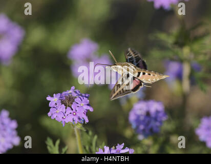 Weiß gesäumten Sphinx (stark Lineata), Erwachsene im Flug Fütterung auf Prairie Eisenkraut (Glandularia Bipinnatifida) Blume, Texas Stockfoto