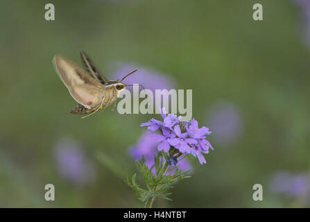 Weiß gesäumten Sphinx (stark Lineata), Erwachsene im Flug Fütterung auf Prairie Eisenkraut (Glandularia Bipinnatifida) Blume, Texas Stockfoto