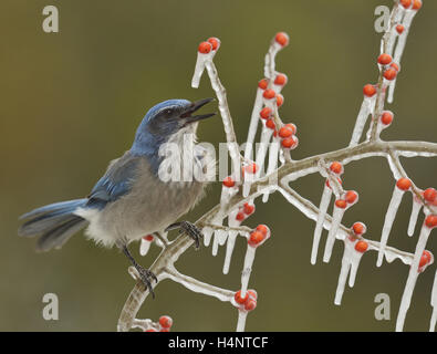 Western Scrub-Jay (Aphelocoma Californica), Erwachsenen fordert eisigen Zweig der Possum Haw Stechpalme (Ilex Decidua) mit Beeren, Texas Stockfoto