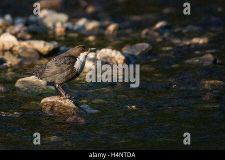 Wasseramseln (Cinclus Cinclus) thront auf einem Felsen am Fluss stoney Stockfoto