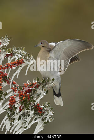 Weiß – Winged Taube (Zenaida Asiatica), thront Erwachsenen auf eisigen Zweig der Yaupon Stechpalme (Ilex Vomitoria), Hill Country, Texas, USA Stockfoto