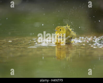 Schnäpperrohrsänger (Dendroica Petechia), erwachsenes Weibchen Baden, Hill Country, Texas, USA Stockfoto