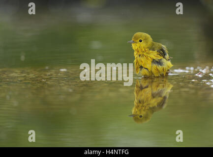 Schnäpperrohrsänger (Dendroica Petechia), erwachsenes Weibchen Baden, Hill Country, Texas, USA Stockfoto