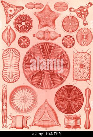 Abbildung zeigt Algen. Diatomeen. -Schachtellinge, 1 print: Lithographie; Blatt 36 x 26 cm., 1904. Ernst Haeckel, 1834 – 1919 Stockfoto