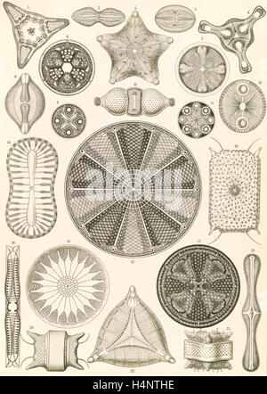 Abbildung zeigt Algen. Diatomeen. -Schachtellinge, 1 print: Lithographie; Blatt 36 x 26 cm., 1904. Ernst Haeckel, 1834 – 1919 Stockfoto