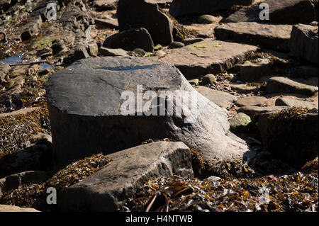Versteinerte Treet stumpf am Strand von Crail, Fife, Schottland. Stockfoto