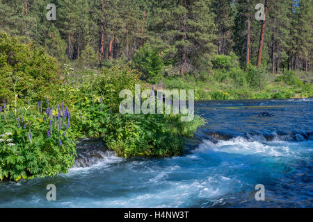 USA, Oregon, Deschutes National Forest, Sommer Wildblumen und Pinienwald entlang des Flusses Metolius - als Wild and Scenic River. Stockfoto