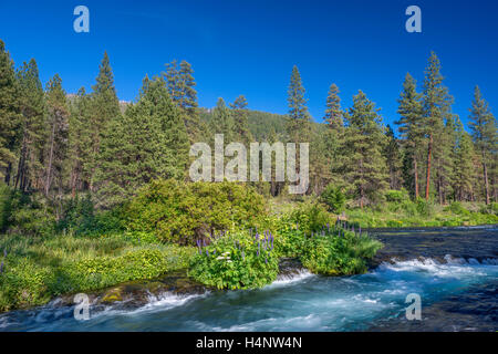 USA, Oregon, Deschutes National Forest, Sommer Wildblumen und Pinienwald entlang des Flusses Metolius - als Wild and Scenic River. Stockfoto