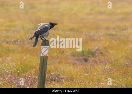 Mit Kapuze Krähe (Corvus Cornix) auf Holzstab und "verboten" Schild Stockfoto