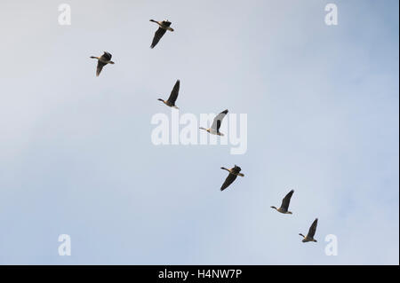 Pink-footed Gänse Ankunft in Montrose Bay, Angus, Schottland. Stockfoto