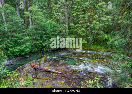 USA, Oregon, Willamette National Forest, Opal Creek malerischen Erholungsgebiet, Little North Santiam River und Nadelwald. Stockfoto