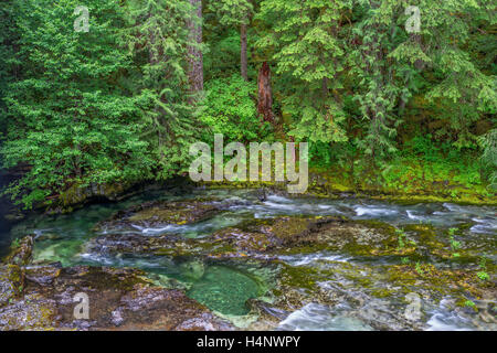 USA, Oregon, Willamette National Forest, Opal Creek malerischen Erholungsgebiet, Little North Santiam River und Nadelwald. Stockfoto