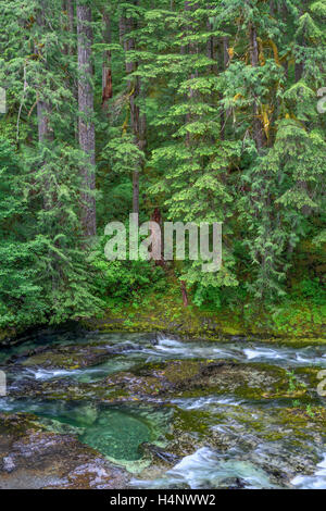 USA, Oregon, Willamette National Forest, Opal Creek malerischen Erholungsgebiet, Little North Santiam River und Nadelwald. Stockfoto