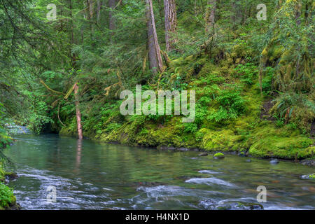 USA, Oregon, Willamette National Forest, South Fork Breitenbush River und üppigen alten Wald im Frühjahr. Stockfoto