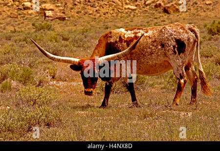 Lange Horn Rinder weiden in einem Feld, als er ein wenig bedrohlich sah. Den Kopf gesenkt und Präsenz aufmerksam geworden Stockfoto