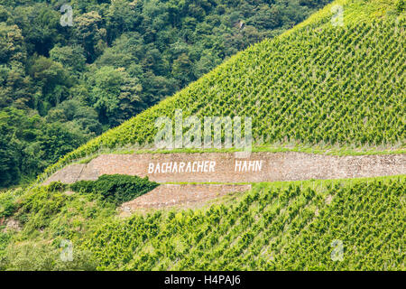 Steile Weinterrassen, Mittelrhein, Rheinland-Pfalz, Deutschland, Europa Stockfoto