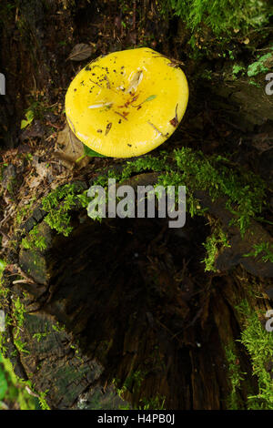 Einzelne gelbe Pilzzucht auf faulen Baumstumpf. Ubling Claroflava, allgemein bekannt als die gelbe Sumpf ubling. Polen. Stockfoto