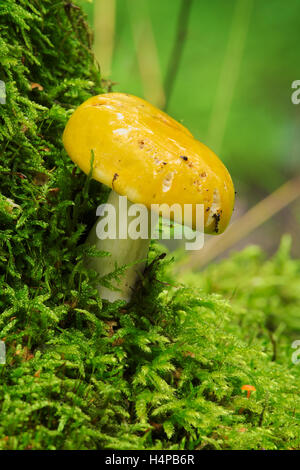 Einzelne gelbe Pilzzucht auf grünem Moos. Ubling Claroflava, allgemein bekannt als die gelbe Sumpf ubling. Ostpolen. Stockfoto