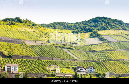 Steile Weinterrassen, Mittelrhein, Rheinland-Pfalz, Deutschland, Europa Stockfoto