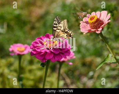 Tiger Schwalbenschwanz Schmetterling und Kolibri Hawk Moth auf Zinnie Blumen Kasachstan Stockfoto