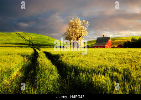 Rote Scheune und blühenden Baum mit sanften Hügeln von Weizen und Traktor-Tracks. Die Palouse in der Nähe von Colfax, Washington Stockfoto