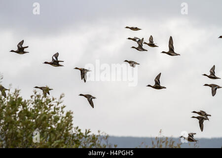 Herde der Pfeifente (Anas Penelope) fliegen über Bäume am Loch Strathbeg, in der Nähe von Fraserburgh, Scotland, UK Stockfoto