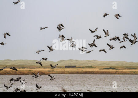 Weißwangengans im Flug, Überwinterung im Loch Strathbeg, in der Nähe von Fraserburgh, Schottland Stockfoto