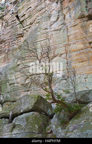 Ein Baum wächst aus dem Felsen auf dem großen Höhepunkt in Pilot Mountain State Park, North Carolina Stockfoto