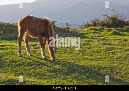 Pferd Pony Rasen morgens genießen Stockfoto