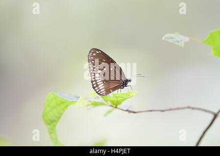 Euploea Core oder der gemeinsamen Krähe Schmetterling thront in Alibag Wildlife Sanctuary Stockfoto